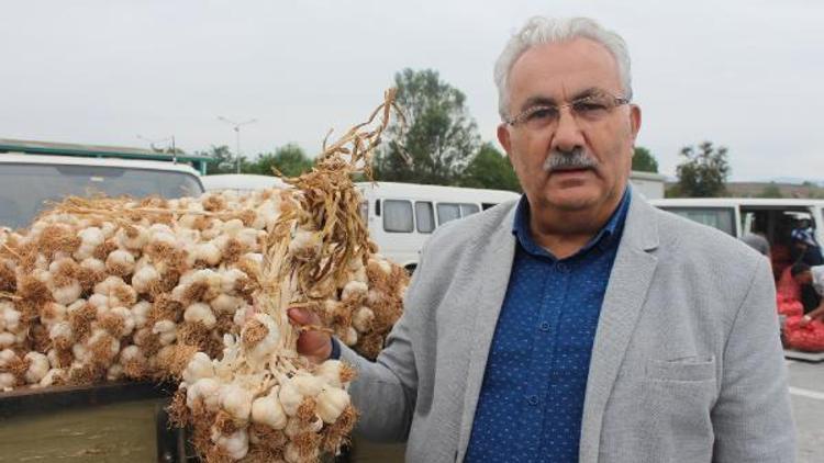 Taşköprü sarımsağı, üreticinin yüzünü güldürdü