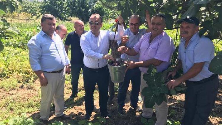 Kaymakam Sözer, Mudanya’da siyah incir hasadına katıldı