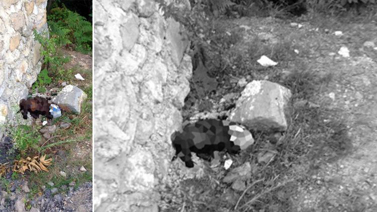 Zonguldakta büyük vicdansızlık Bu halde bulundu