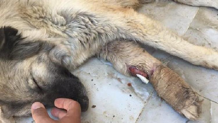 Mardinde HDPli belediyenin hayvanları açlığa terk ettiği iddiası