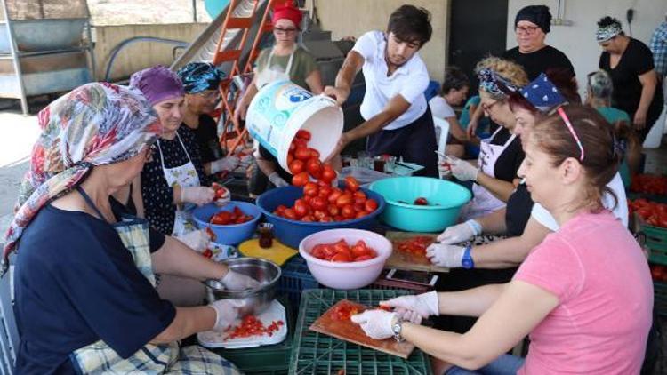 Kooperatif üyesi kadınlar, domates konservesiyle üretime başladı