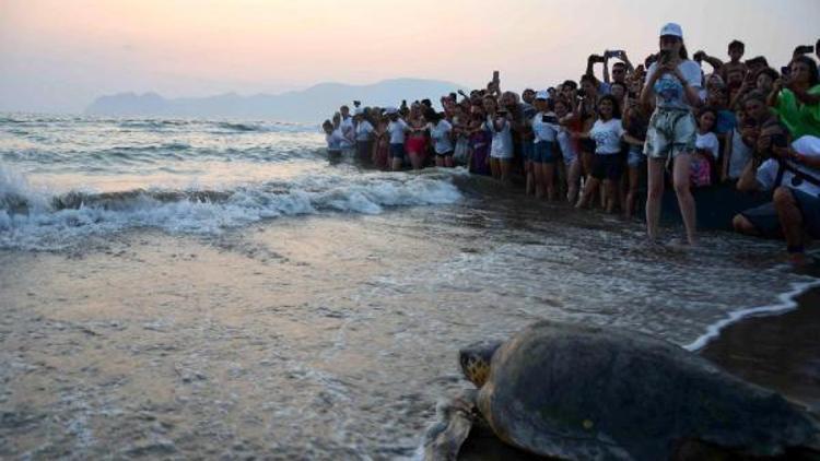 Tedavileri tamamlanan caretta carettalar denize bırakıldı