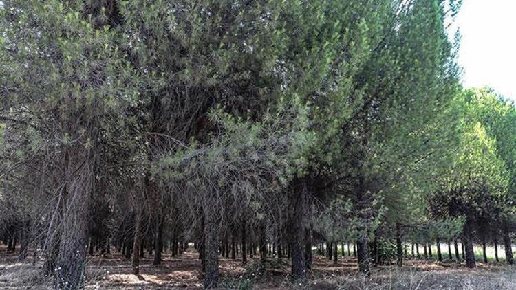 Kütahyada 30 Eylüle kadar ormanlara giriş için izne alınacak