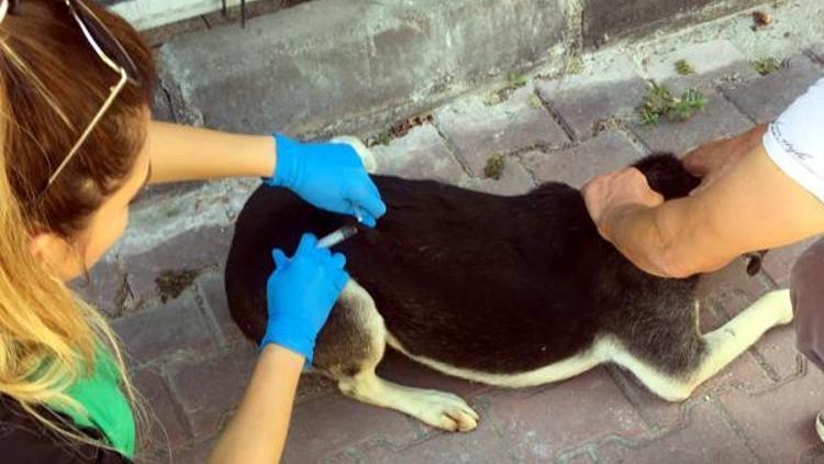 Çankaya Belediyesi, sokak hayvanlarının tedavilerini yapıyor