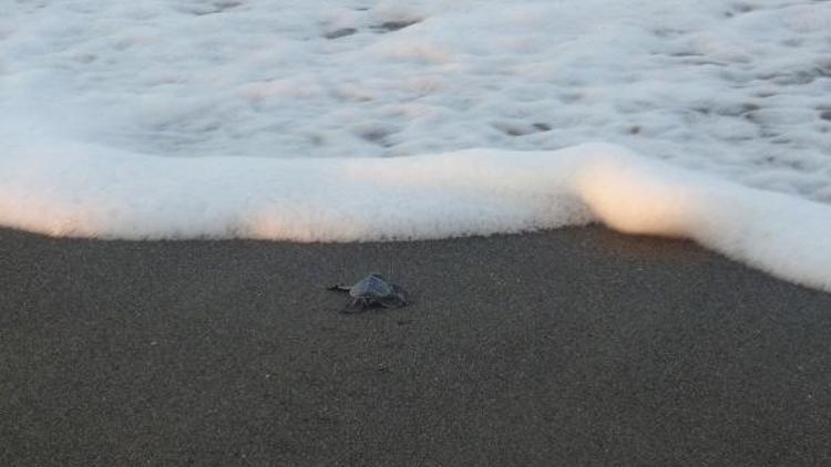 Samandağda yavru kaplumbağaların denize yolculuğu başladı