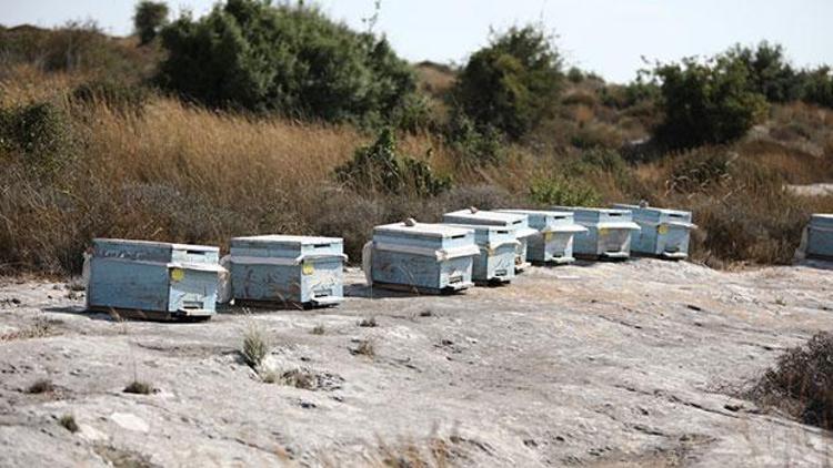 Çalmak istediği arı kovanları sonu oldu