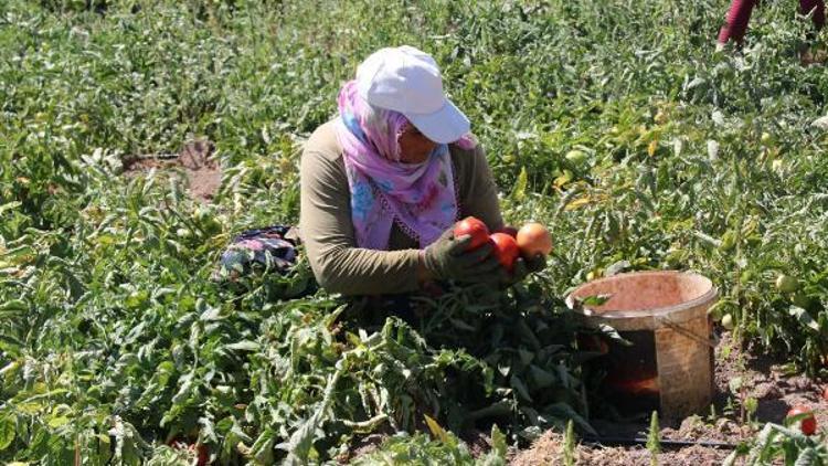 Bitlis’te domatesten 200 milyon lira gelir elde ediliyor