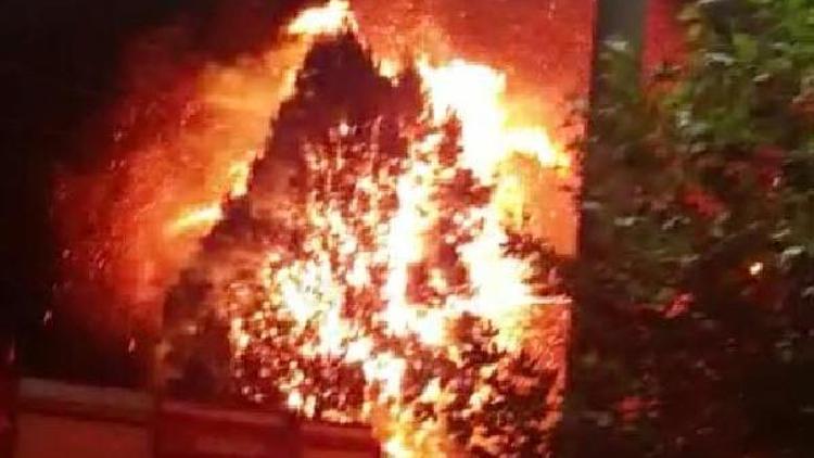 Elektrik tellerinden çıkan yangın çam ağaçlarını yaktı