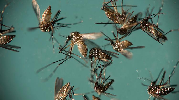 Sivrisinekler neden bazı kişileri daha fazla ısırır