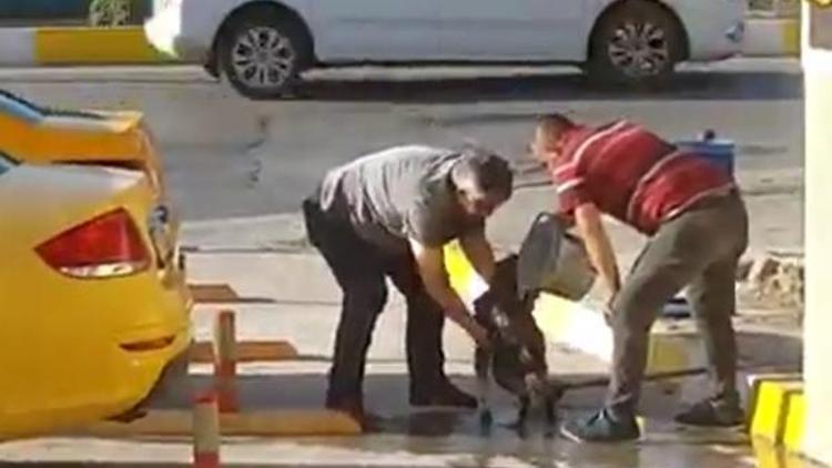 Taksilciler, sokak köpeğini yıkadı