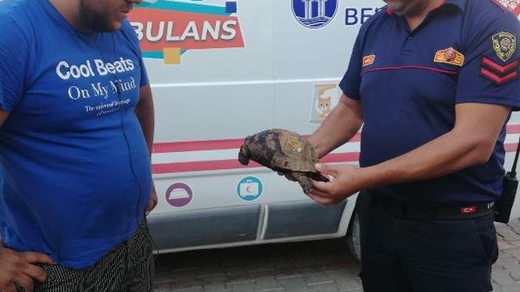 Didimde makilik alanda çıkan yangında iki kaplumbağadan biri kurtarıldı