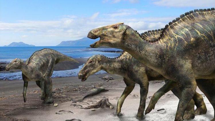 Japonyada yeni bir tür dinozor fosili bulundu