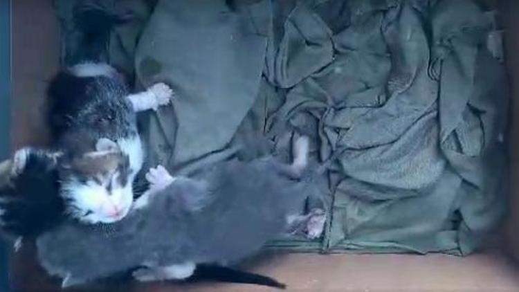 Poşete koyularak ölme terk edilen yavru kediler kurtarıldı
