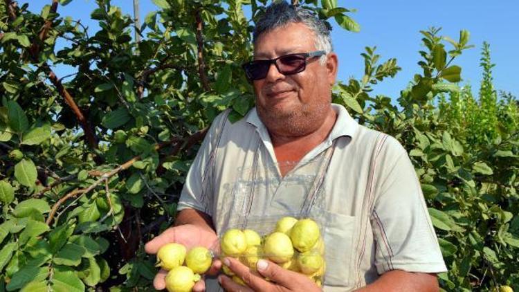 Silifkede guava hasadı başladı