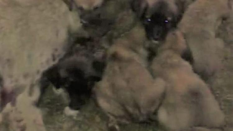 Ölen annelerinin başında duran yavru köpekler barınağa götürüldü