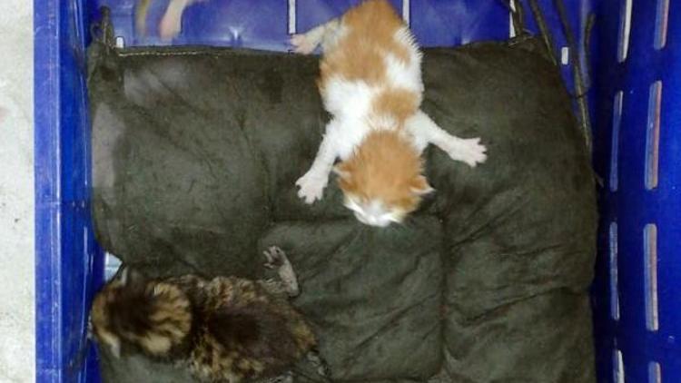 3 yavru kedi, domates kasasında İstanbuldan Antalyaya geldi