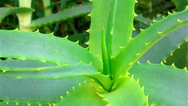 Aloe veranın faydaları