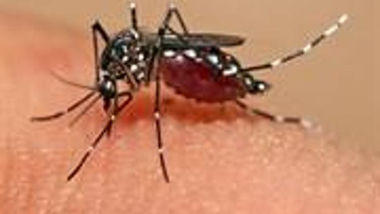 Zika Virüsü Cinsel İlişki Yoluyla Bulaşıyor!
