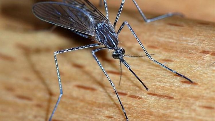 Pratik Bilgiler: Doğal Sivrisinek Kovucu Tablet
