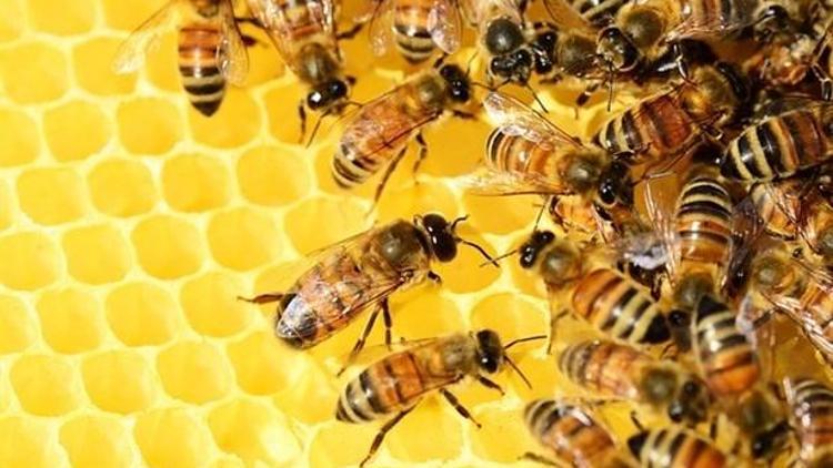 Dünyanın Geleceği Arılara Bağlı