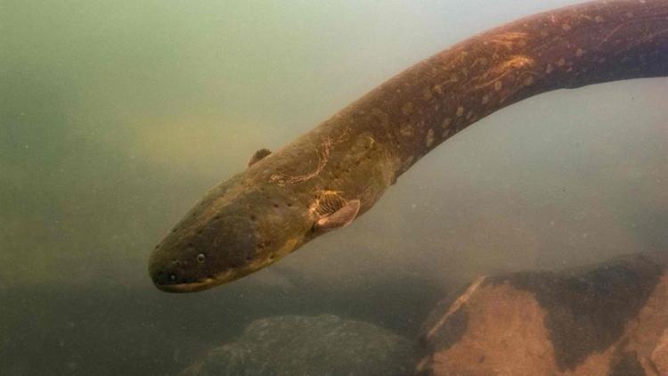 Rekor ölçüde elektrik akımı veren yılan balığı türü keşfedildi
