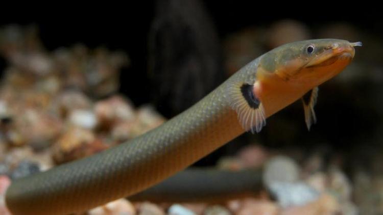 860 volt elektrik üretebilen yeni bir yılan balığı türü keşfedildi