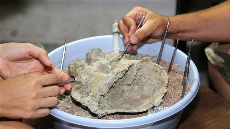 8,5 milyon yıllık fosillere cerrahi hassasiyet