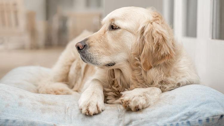 Köpeği hasta olana ‘14 gün işe gidemez’ raporu