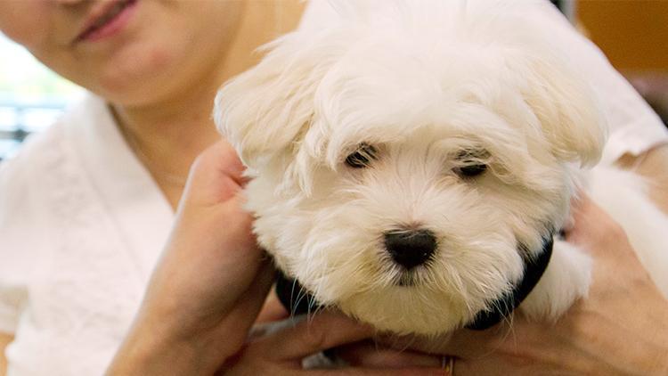 Hasta köpeğine bakacağı için 14 gün işe gidemez raporu tartışma yarattı