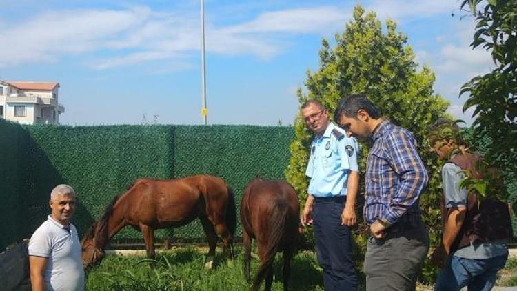 Bursada sahipsiz atlar belediye korumasında