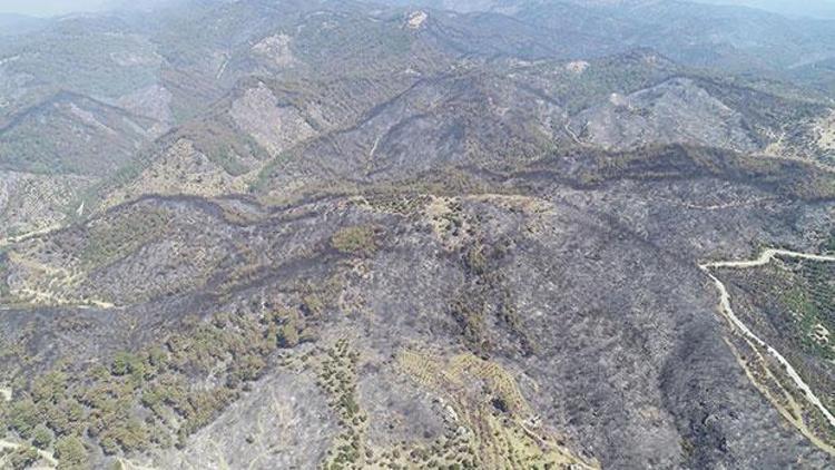 İzmirde yanan orman alanı Şubata kadar ağaçlandırılacak İlk fidan 11 Kasımda dikilecek