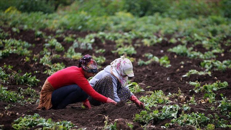 FAOdan Türkiyedeki tarım uygulamalarına övgü