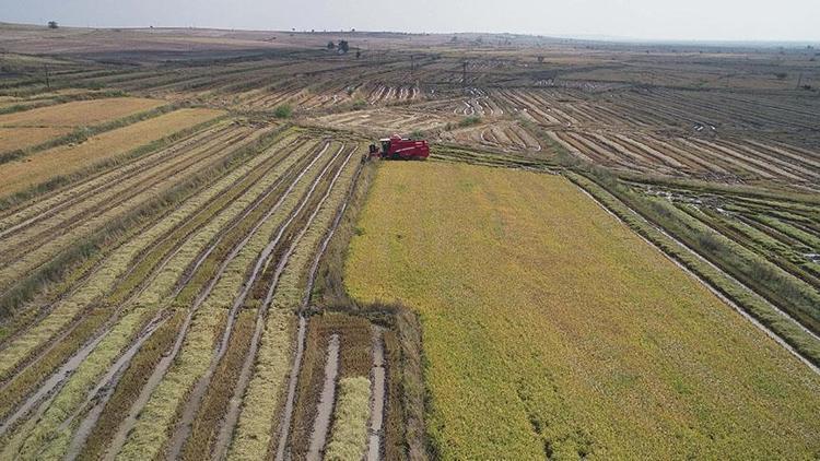 Çeltik üretiminde yüzde 3,7 artış bekleniyor