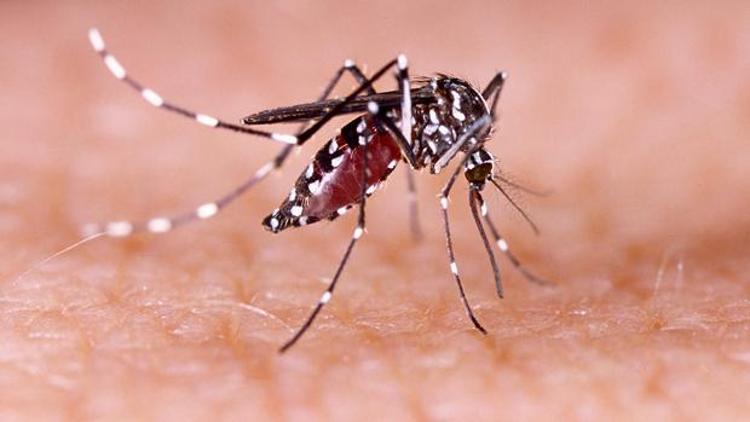 Zika Virüs Hastalığı nediri belirtileri nelerdir