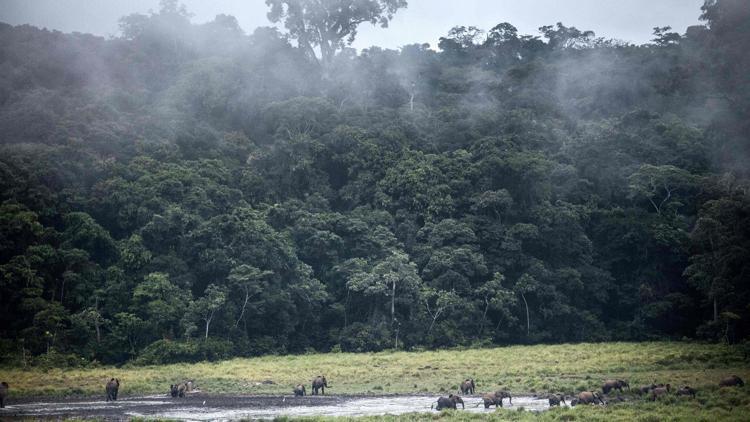 ABden Amazon ormanları uyarısı