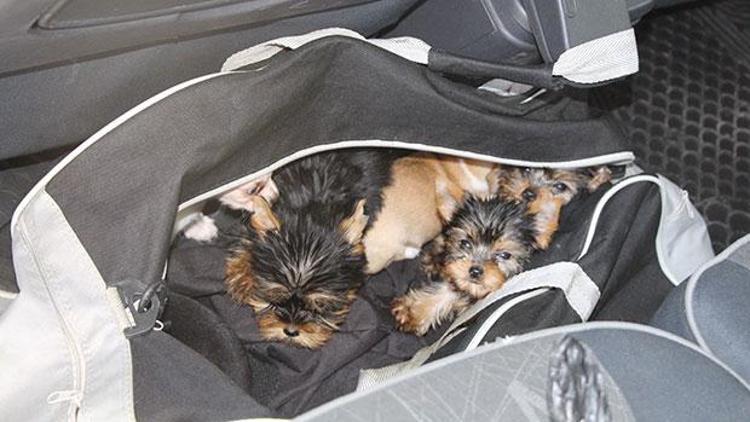 Kapıkulede yolcunun çantasından 11 köpek yavrusu çıktı