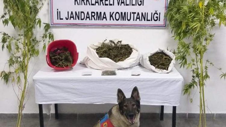 Narkotik dedektör köpek İmaj uyuşturucuya geçit vermedi