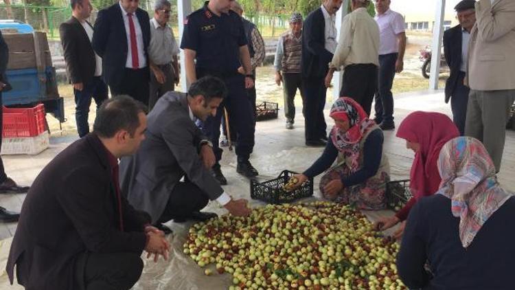 Demircide 4 yıl önce dağıtılan hünnap fidanları meyve vermeye başladı