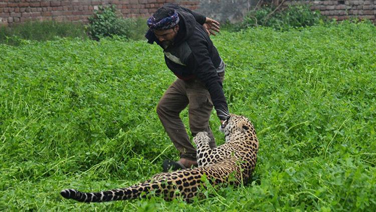 Hindistanda leopar saldırıları sonucu iki çocuk yaşamını yitirdi
