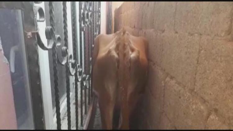 Duvar arasında mahsur kalan inek kurtarıldı