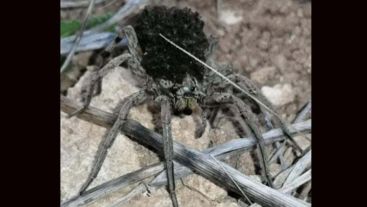 En tehlikeli 9 örümcek türünden biri Bilecikte görüldü