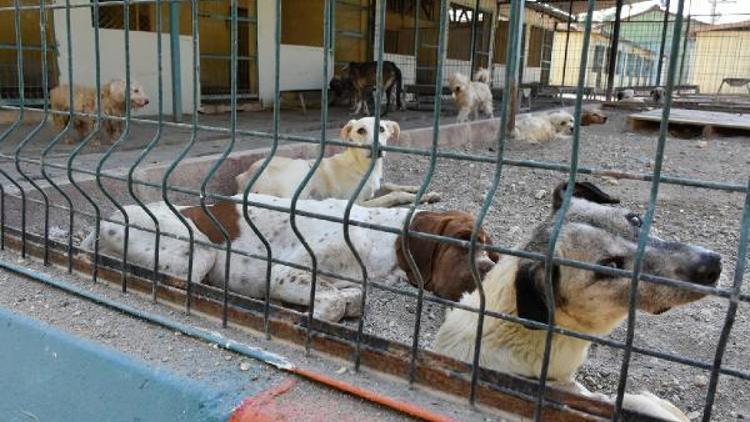 Tarsusta bir ayda 476 sokak hayvanına tıbbi müdahalede bulundu