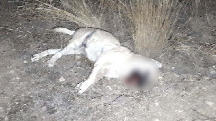 Ankarada korkunç olay Köpekler zehirli sosislerle öldürüldü iddiası