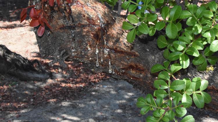 Alaçatı’daki sakız ağaçlarından 40 yıl sonra ilk hasat