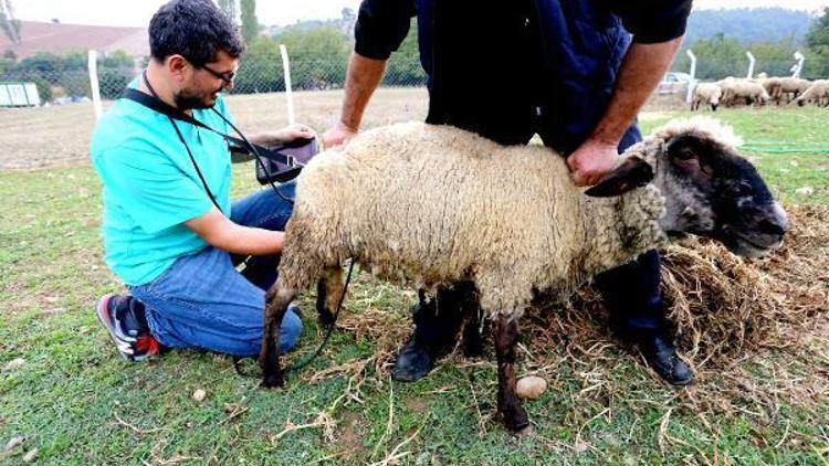 Yenişehirde hayvan yetiştiricilerine gebelik testi uyarısı