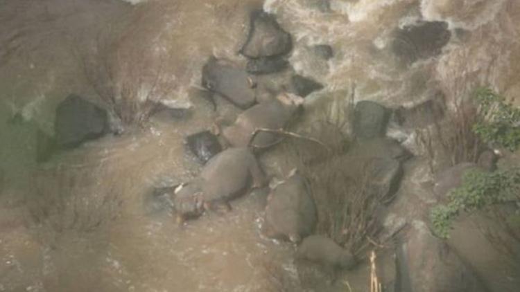 Taylandda şelaleden düşen yavru fili kurtarmaya çalışan 11 fil öldü