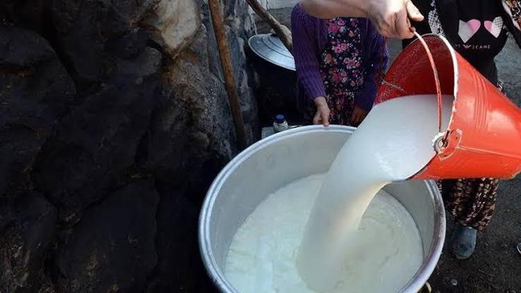 Toplanan inek sütü miktarı azaldı