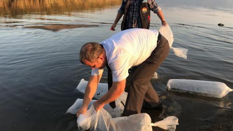 İznik gölüne 6 bin adet yavru yayın balığı bırakıldı