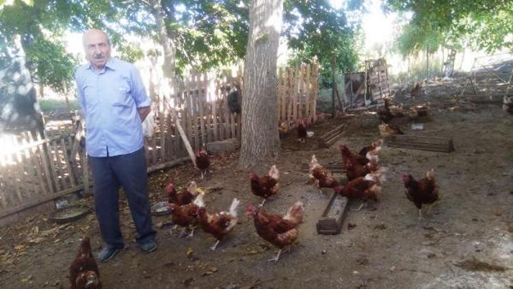 Emekli işçi kurduğu tavuk çiftliğinde organik yumurta üretiyor
