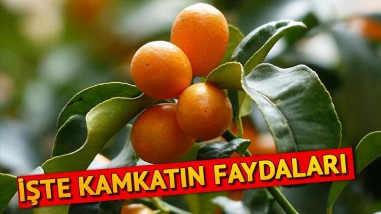 Kumkuat nedir Kamkat (kumkuat) faydaları nelerdir